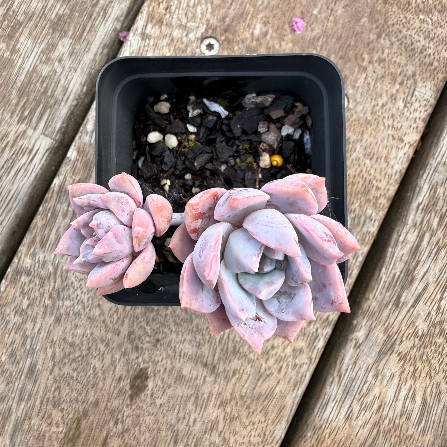 1404 Graptoveria Milky Way