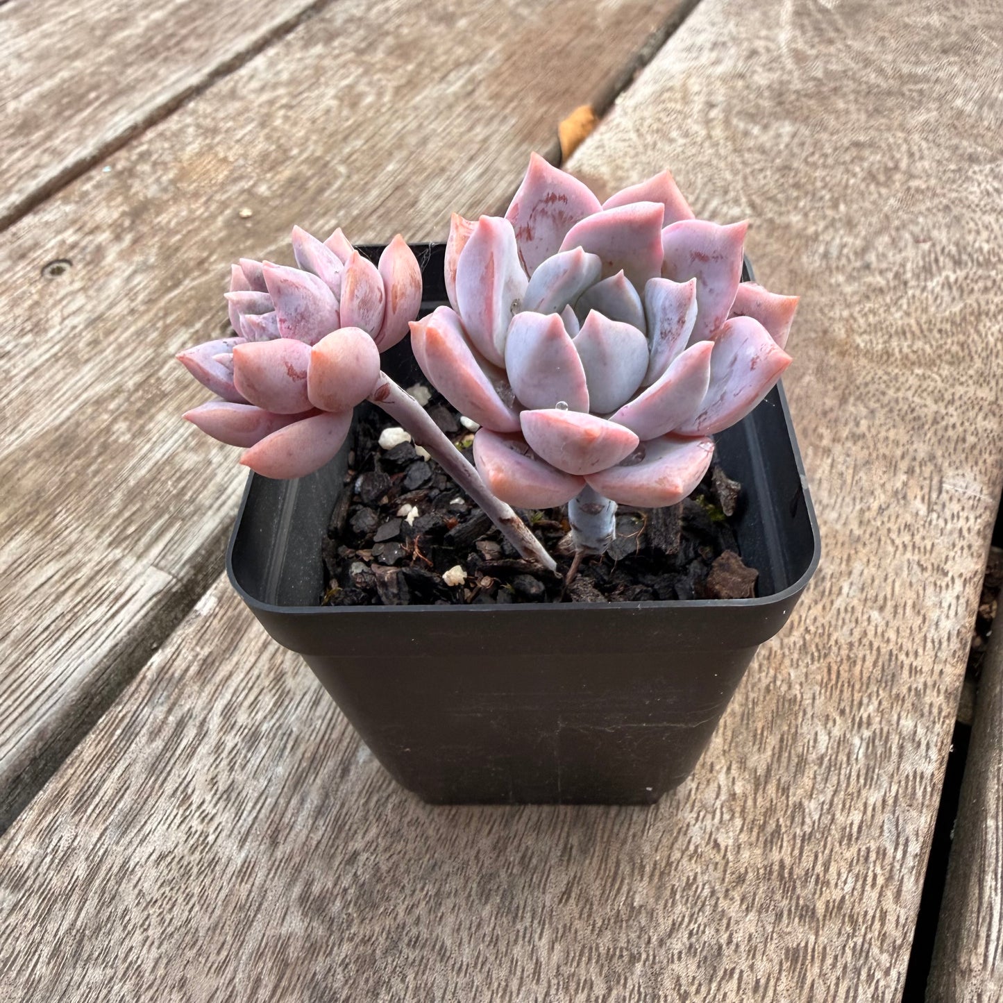 1404 Graptoveria Milky Way