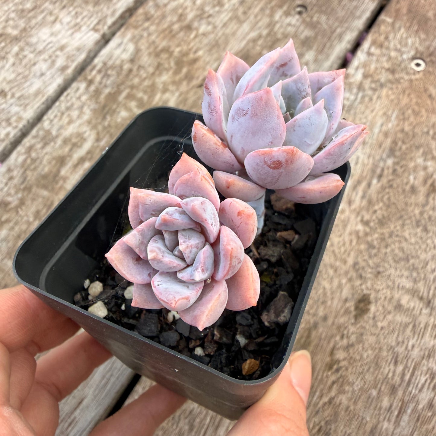 1404 Graptoveria Milky Way