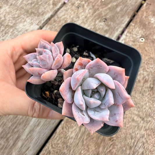 1404 Graptoveria Milky Way