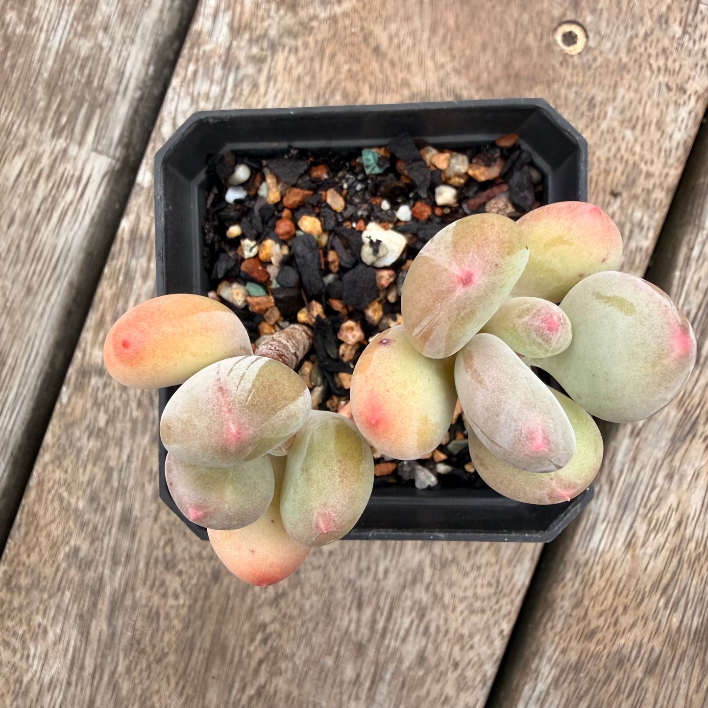 1404 Pachyphytum Green Apple