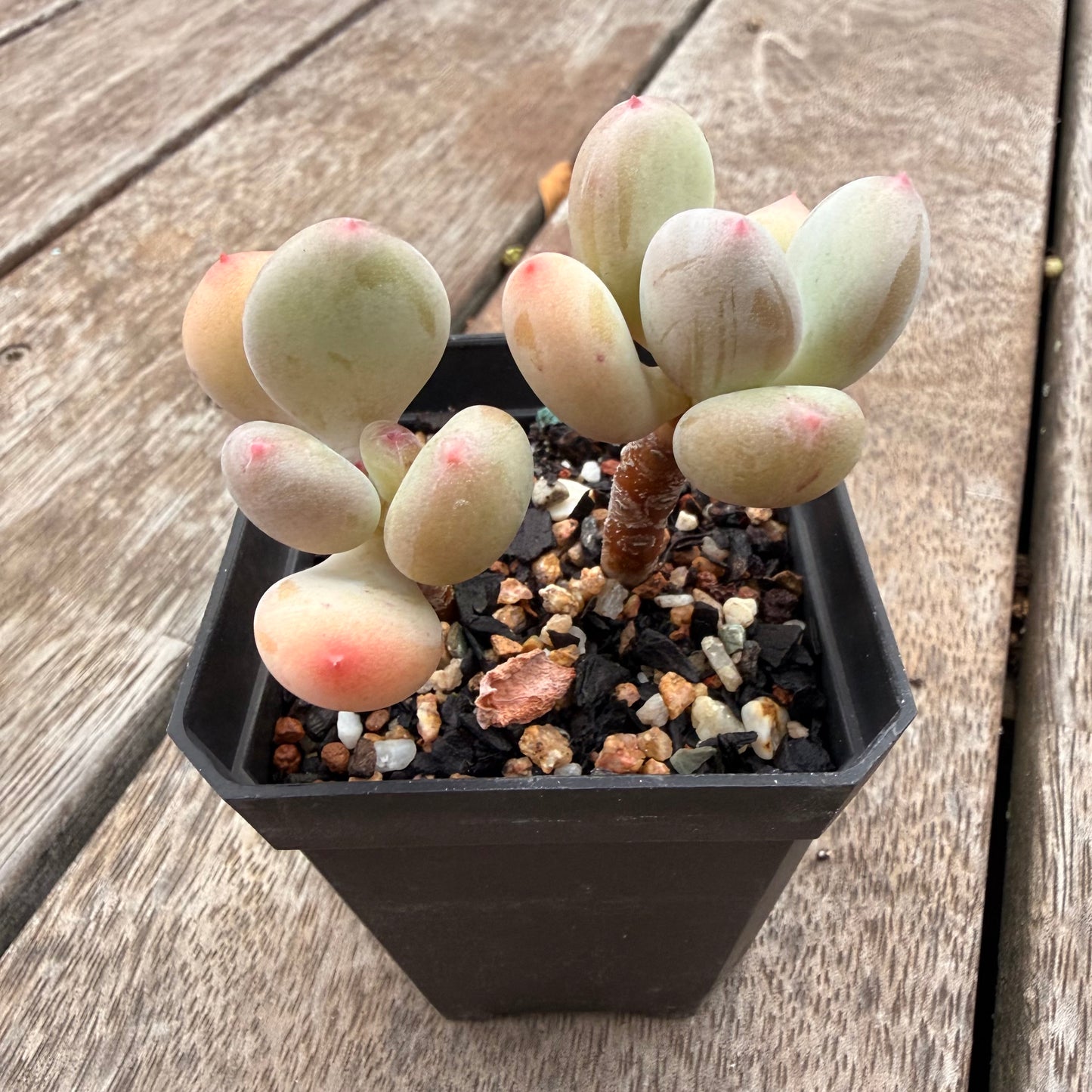 1404 Pachyphytum Green Apple