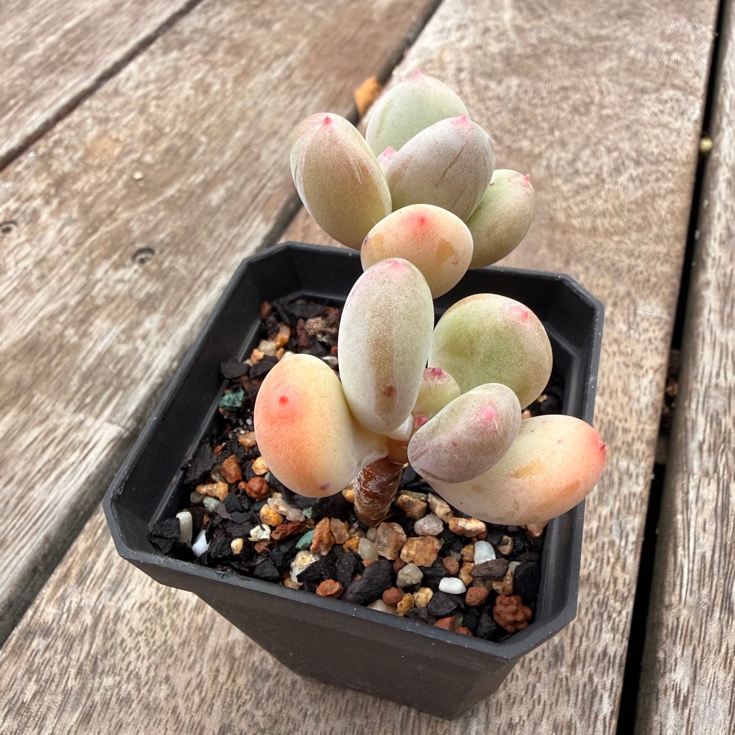 1404 Pachyphytum Green Apple