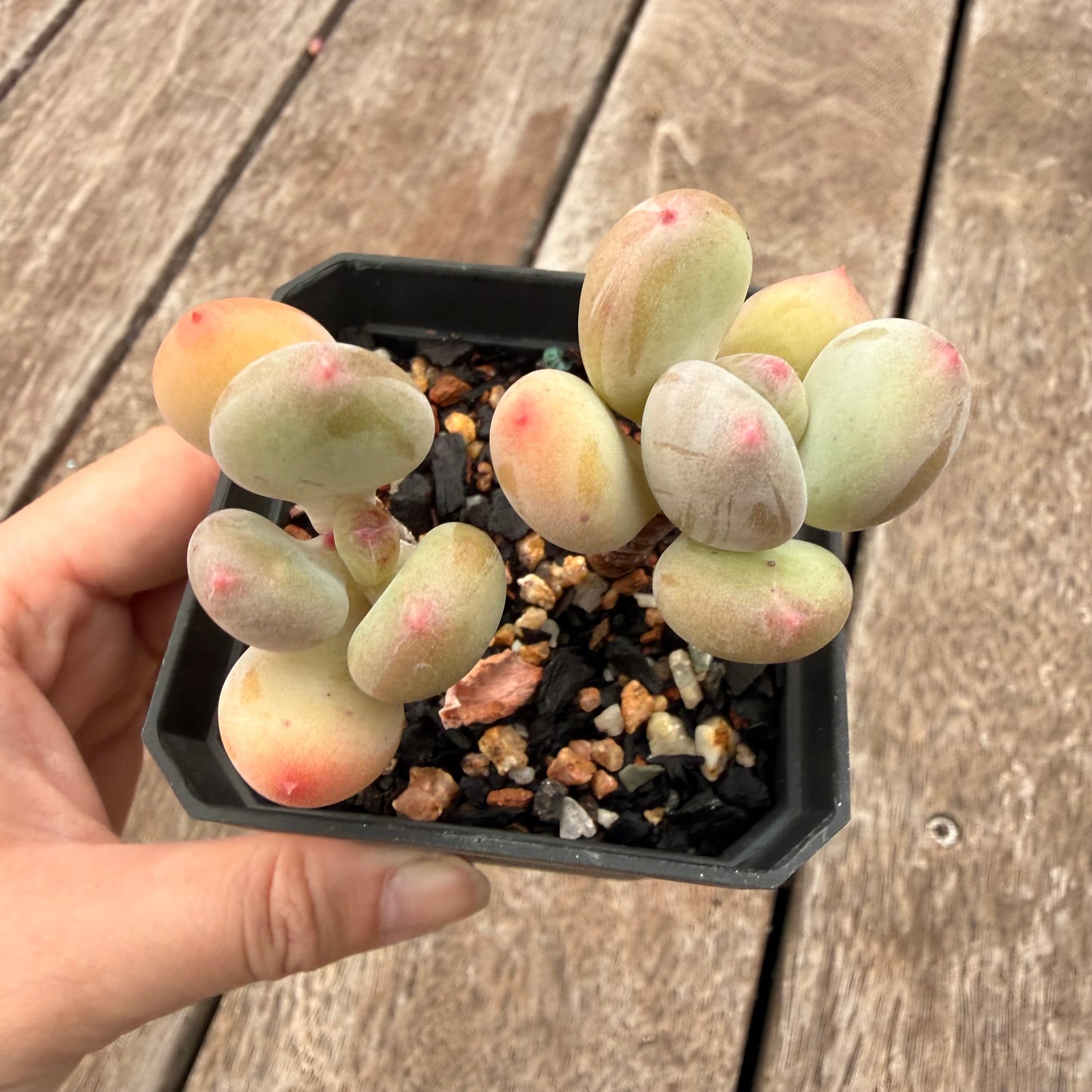 1404 Pachyphytum Green Apple