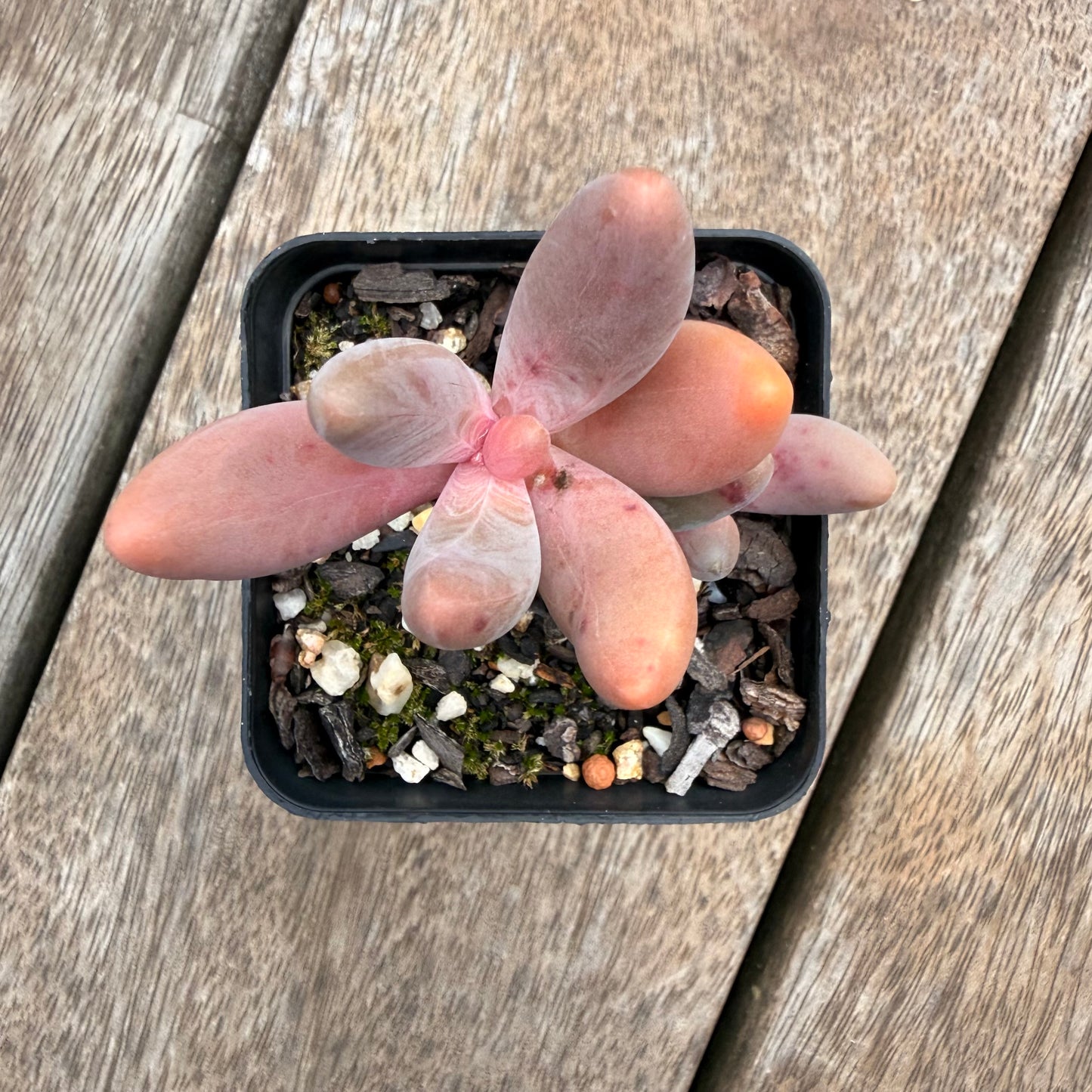 1404 Pachysedum Ganzhou