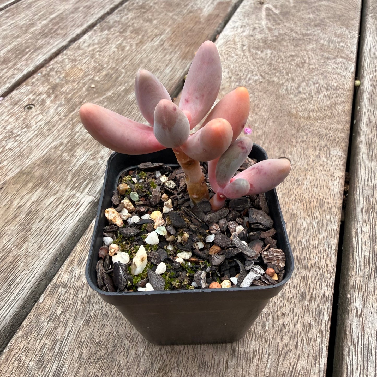 1404 Pachysedum Ganzhou