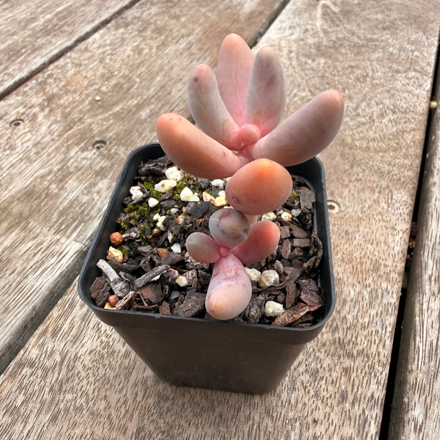 1404 Pachysedum Ganzhou