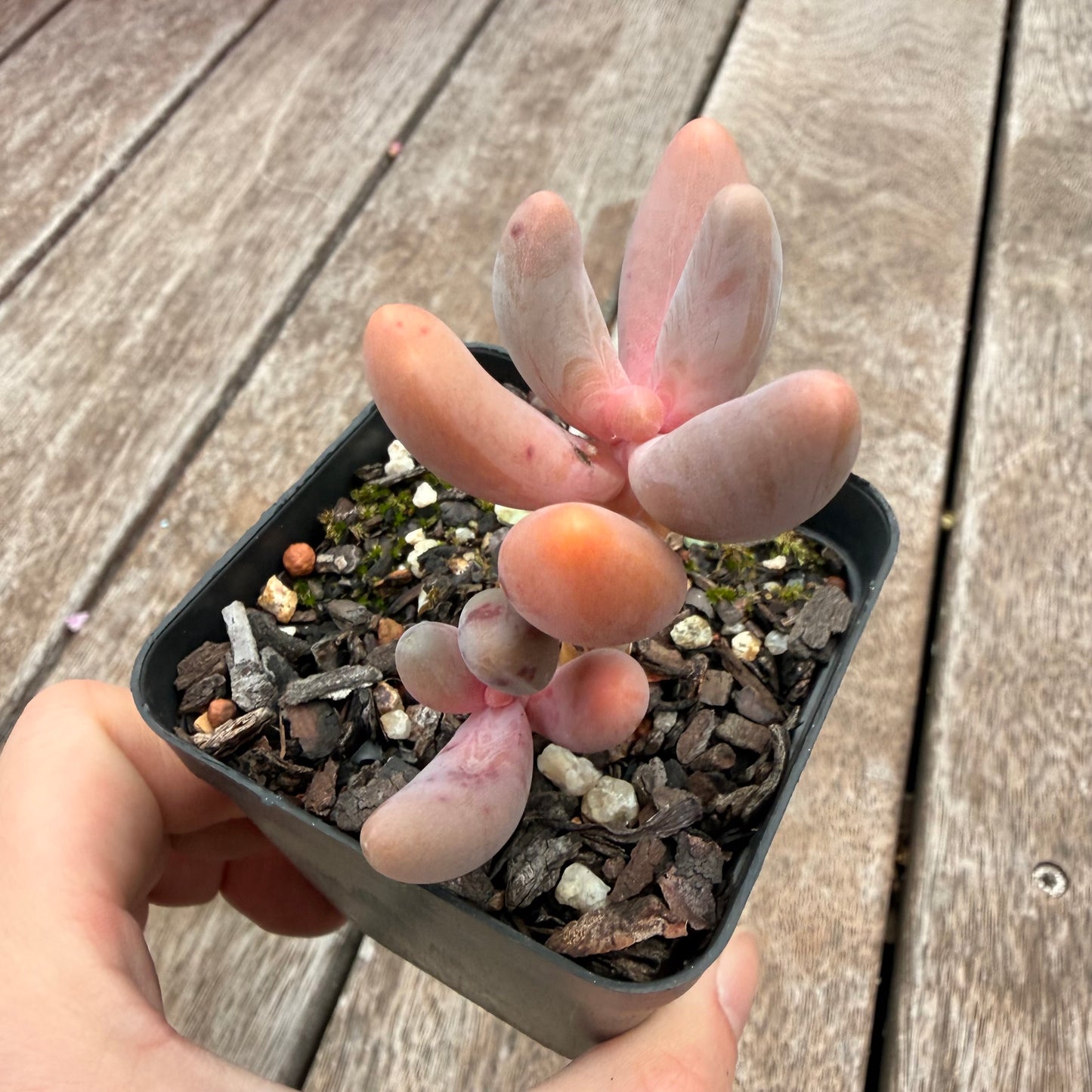 1404 Pachysedum Ganzhou