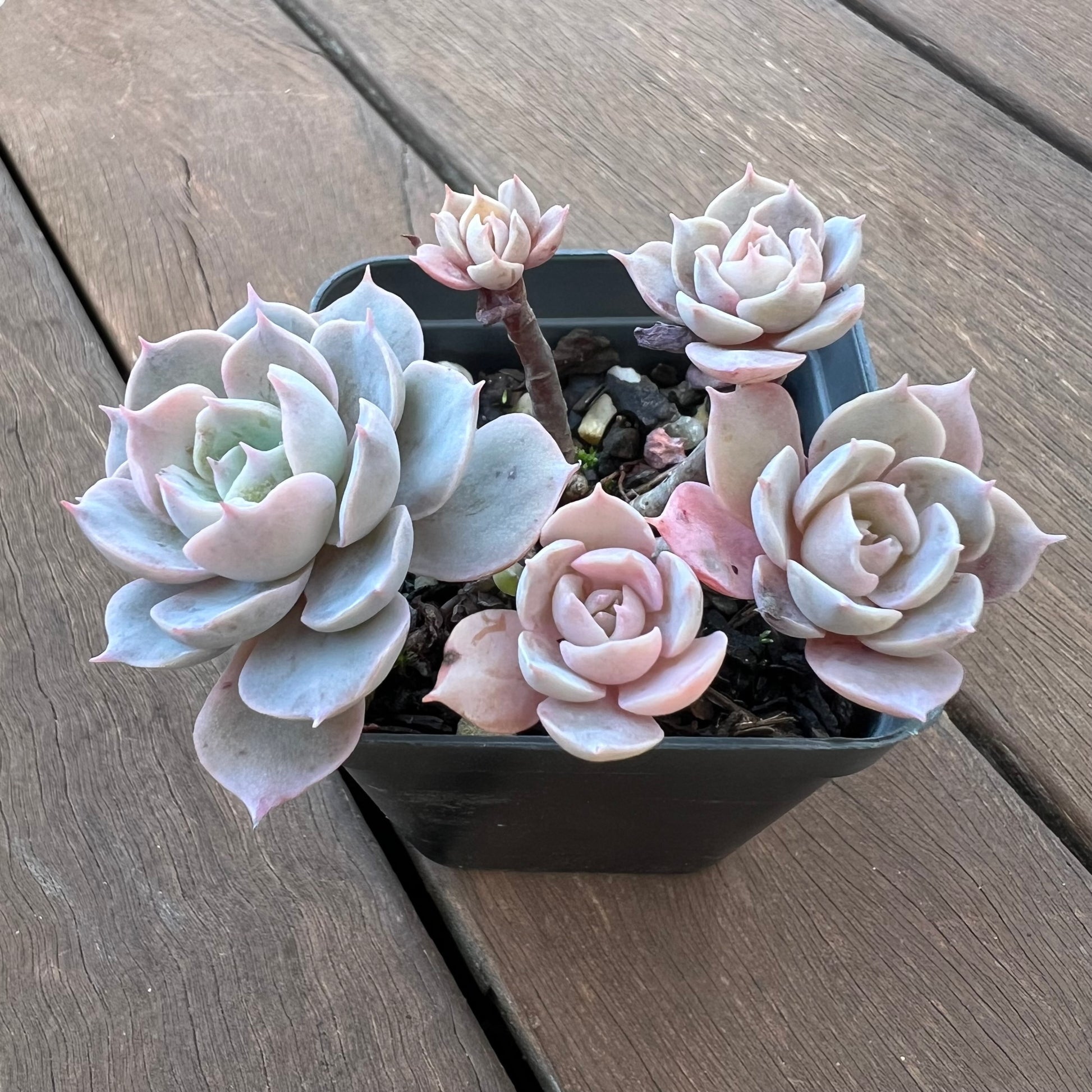 echeveria subsessilis succulent 1405 Echeveria Subsessilis – Bella Succulent Garden