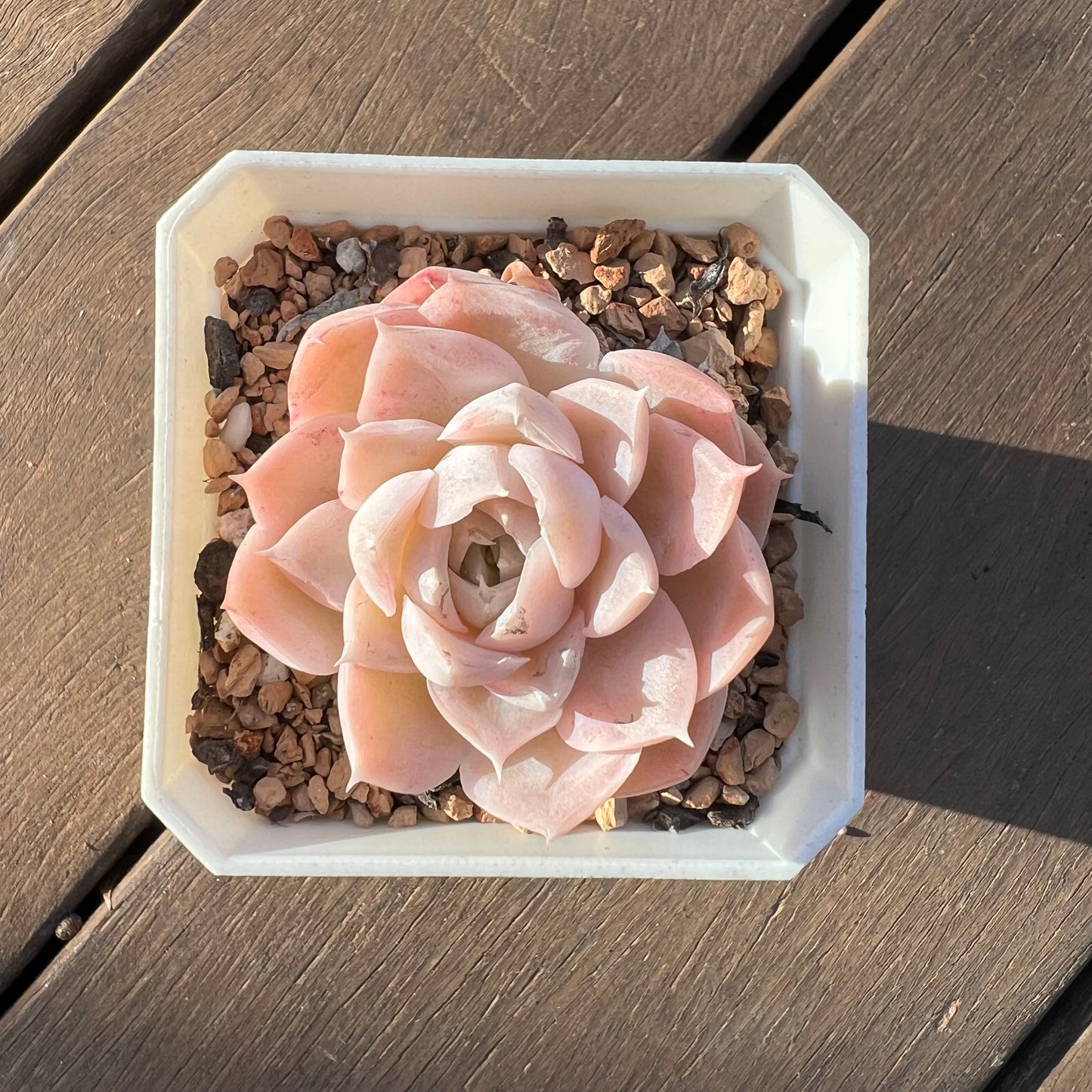 1405 Echeveria 'Toffee' - korean hybrid