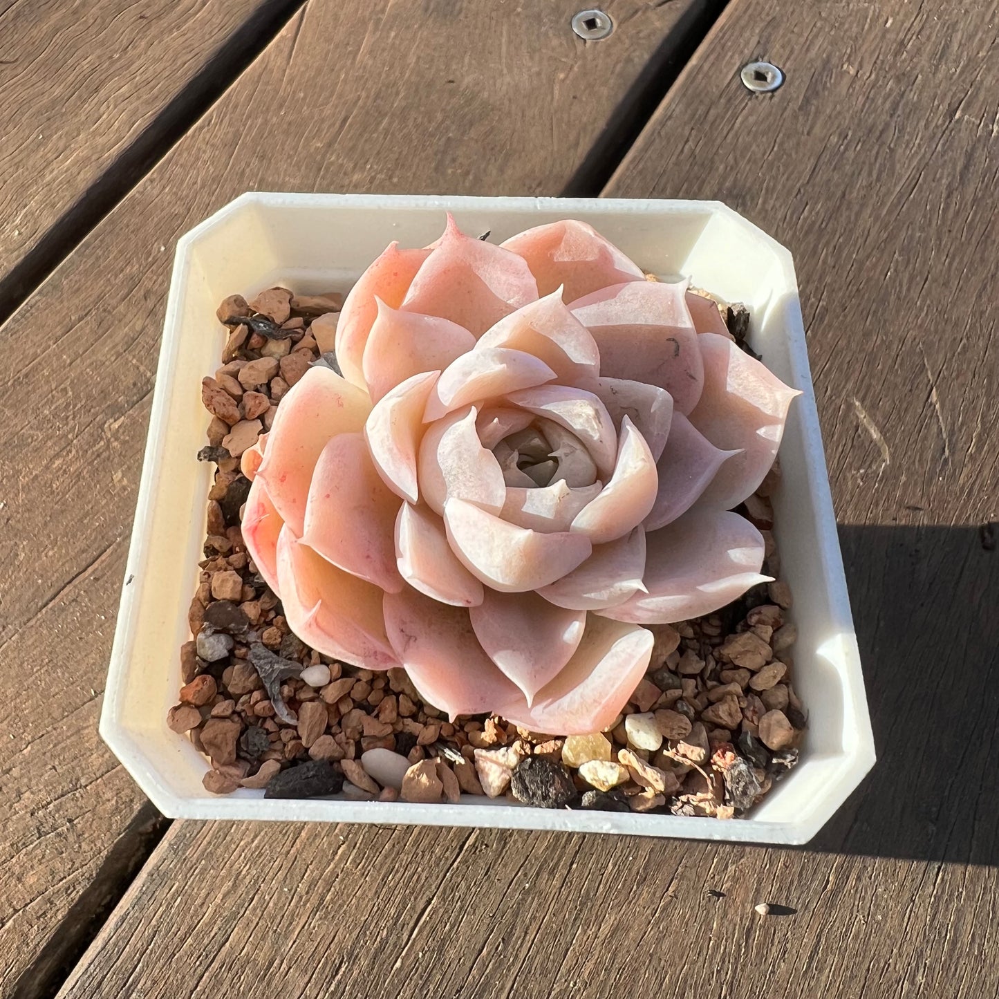 1405 Echeveria 'Toffee' - korean hybrid