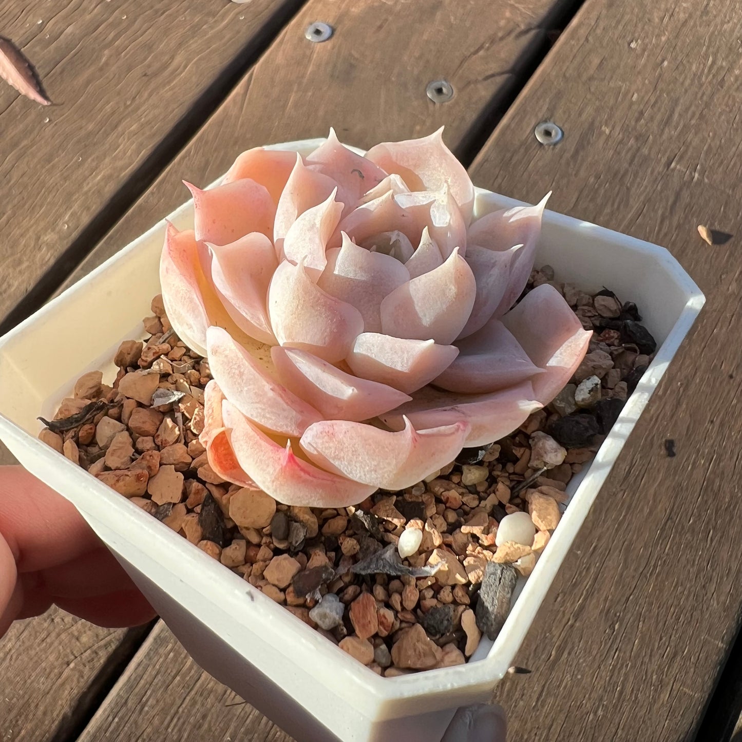 1405 Echeveria 'Toffee' - korean hybrid