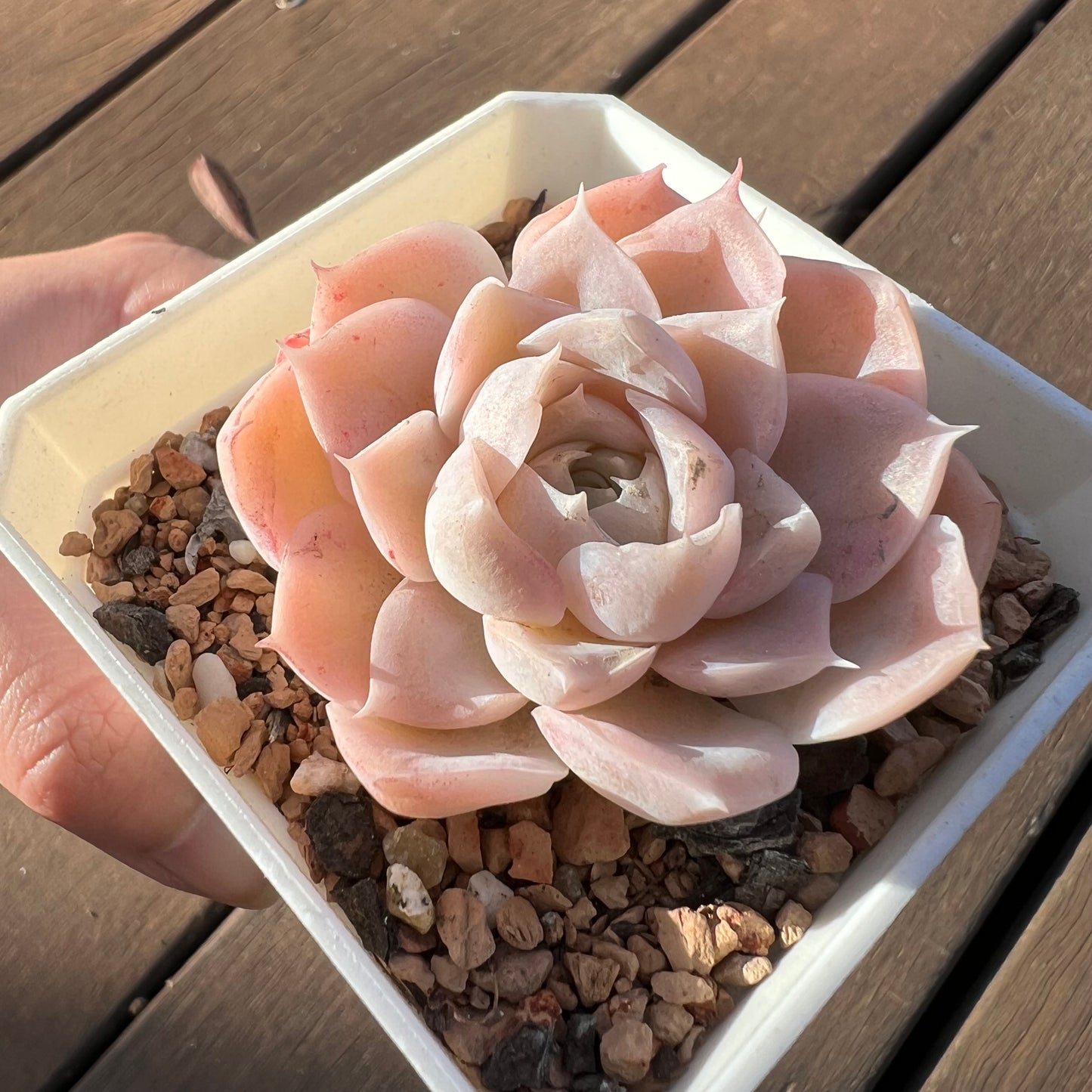 1405 Echeveria 'Toffee' - korean hybrid