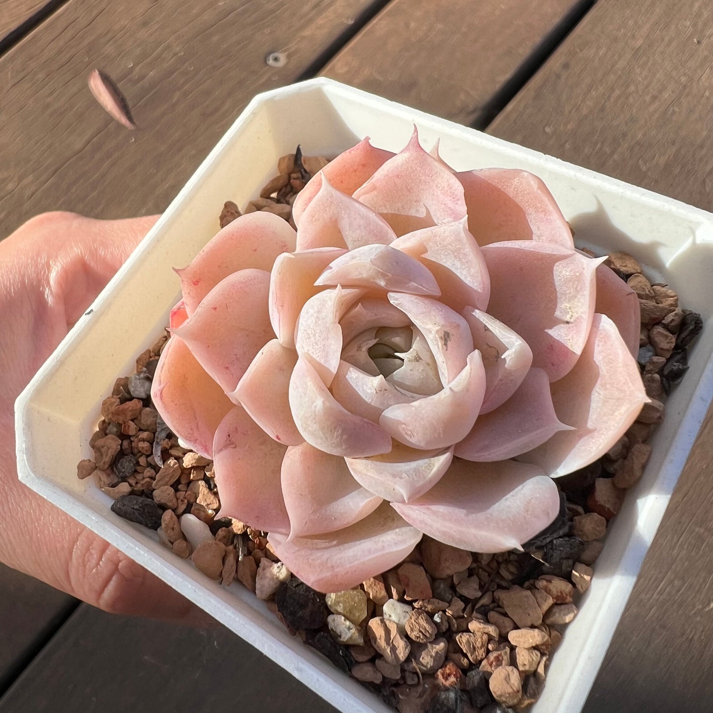 1405 Echeveria 'Toffee' - korean hybrid