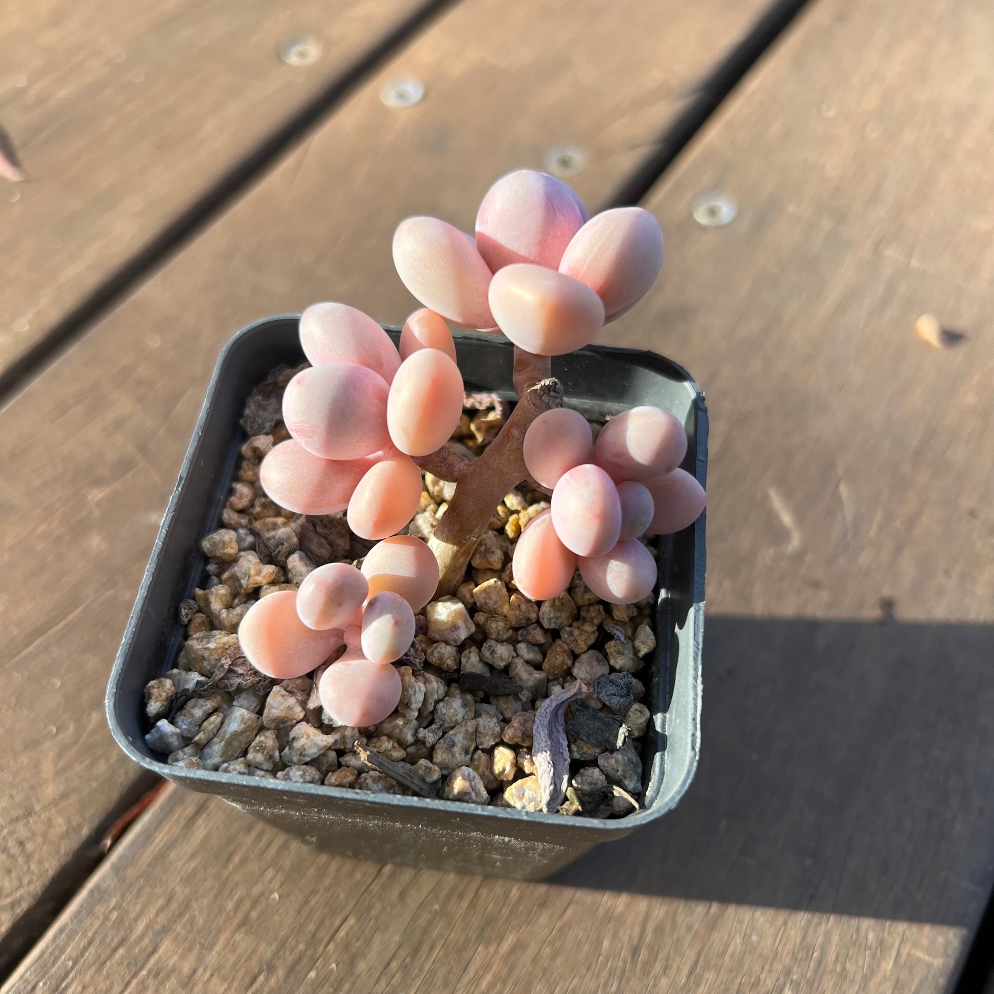 lavender pebbles plant 1405 Graptopetalum Amethystinum / Lavender Pebbles (Multi)