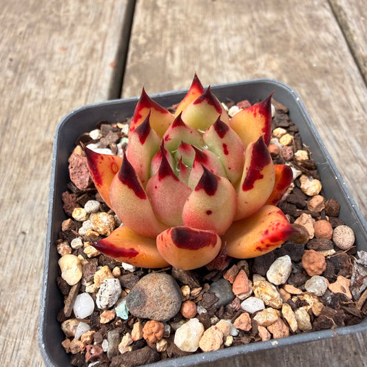 1410 Echeveria Agavoides Ebony 'Phoenix'