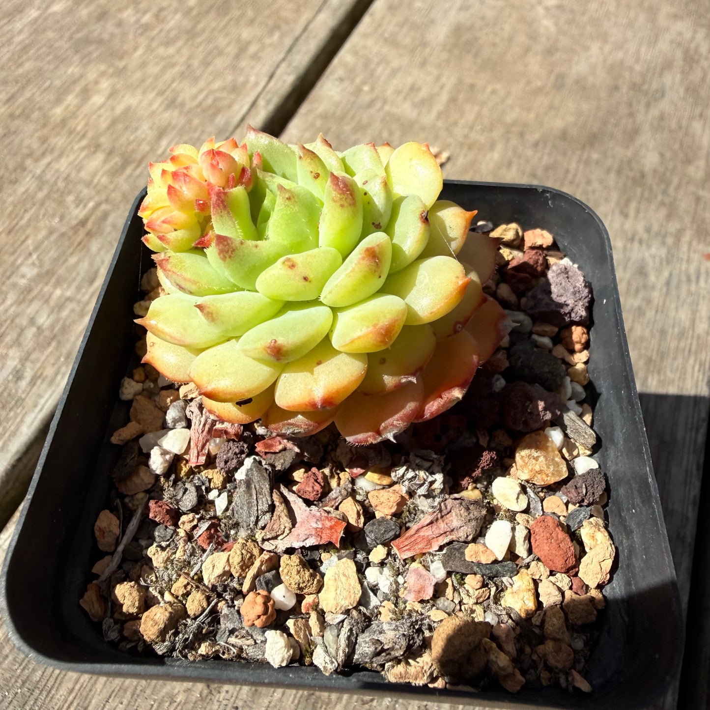 1410 Echeveria Dondo