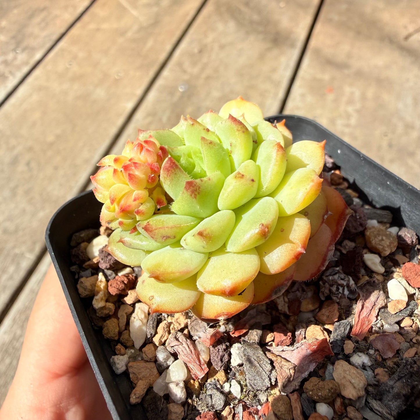 1410 Echeveria Dondo