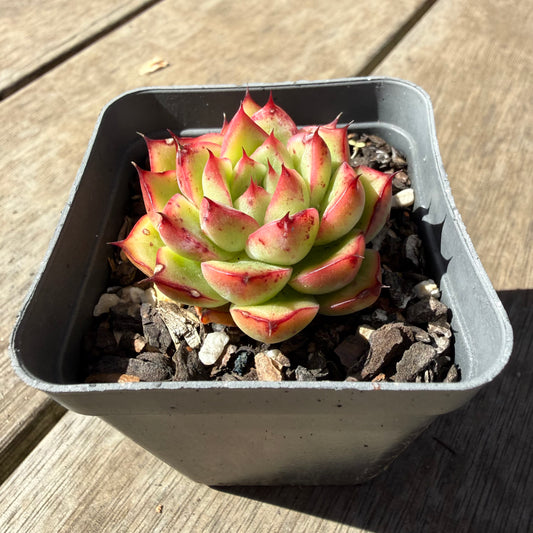 1410 Echeveria Firefly