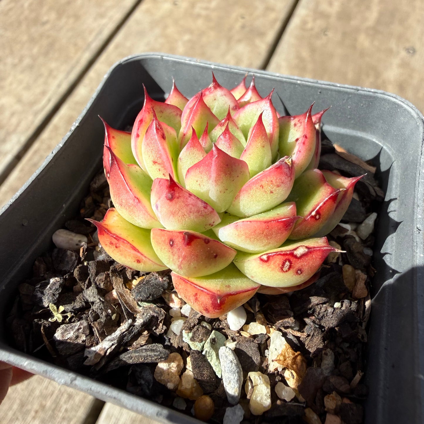 1410 Echeveria Firefly