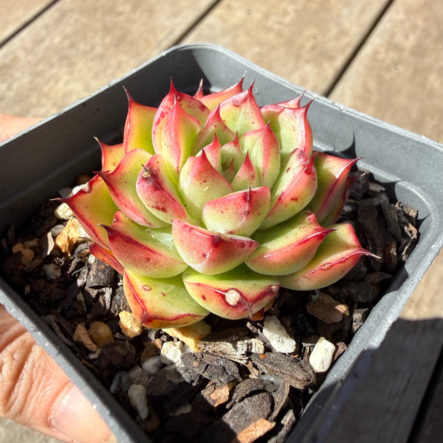 1410 Echeveria Firefly