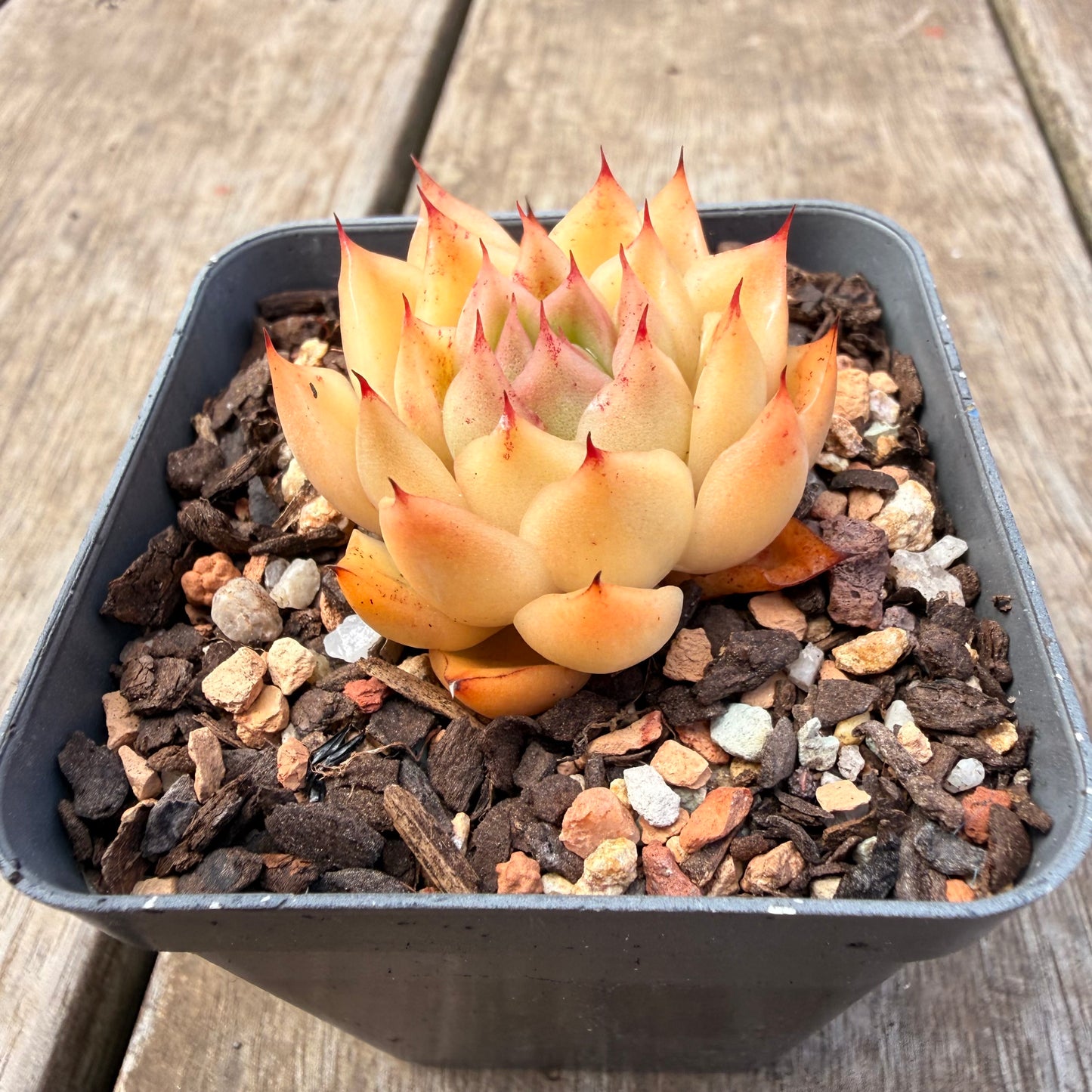 1410 Echeveria Malgan 'Apricot'