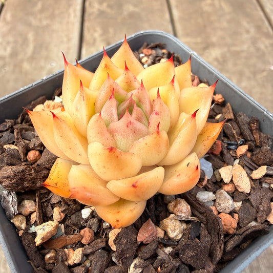 1410 Echeveria Malgan 'Apricot'