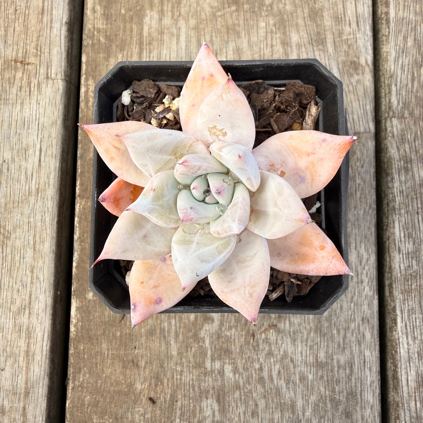 1410 Echeveria Mexican Giant