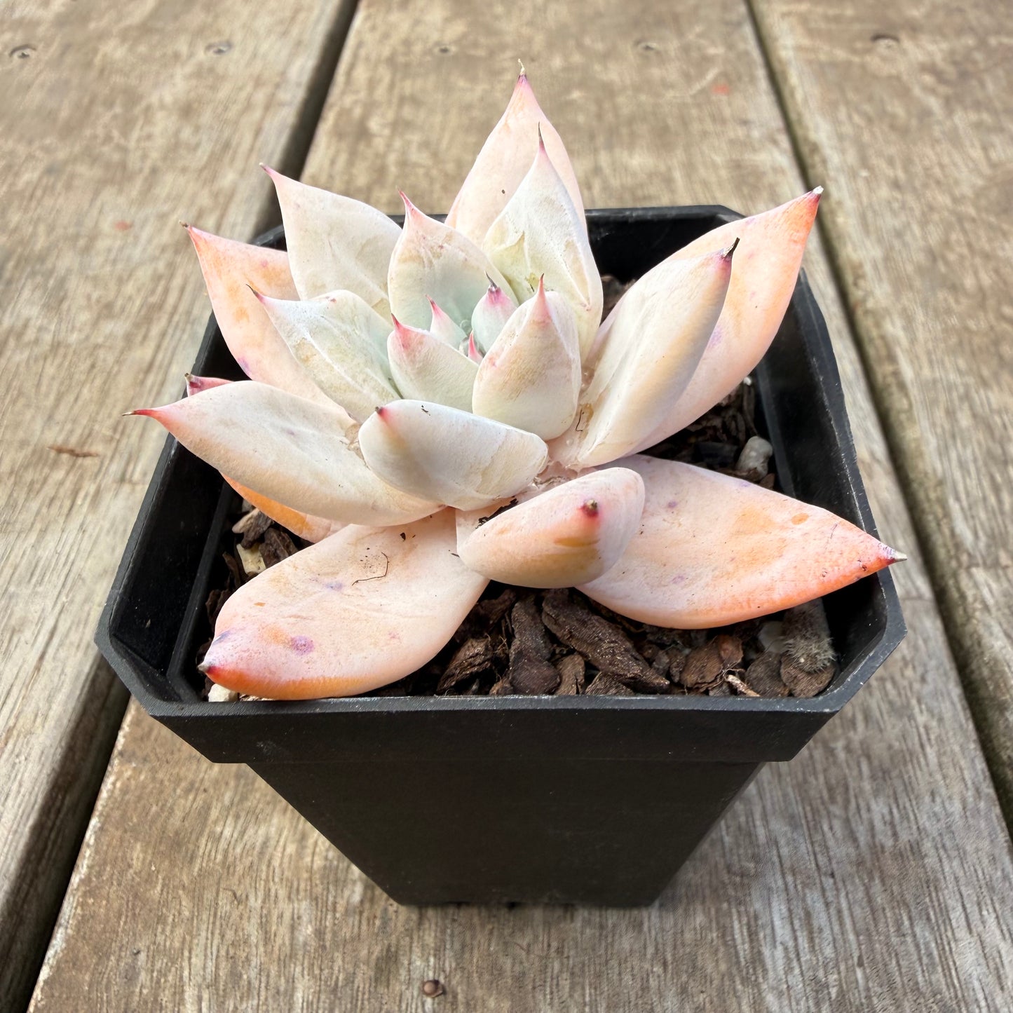 1410 Echeveria Mexican Giant
