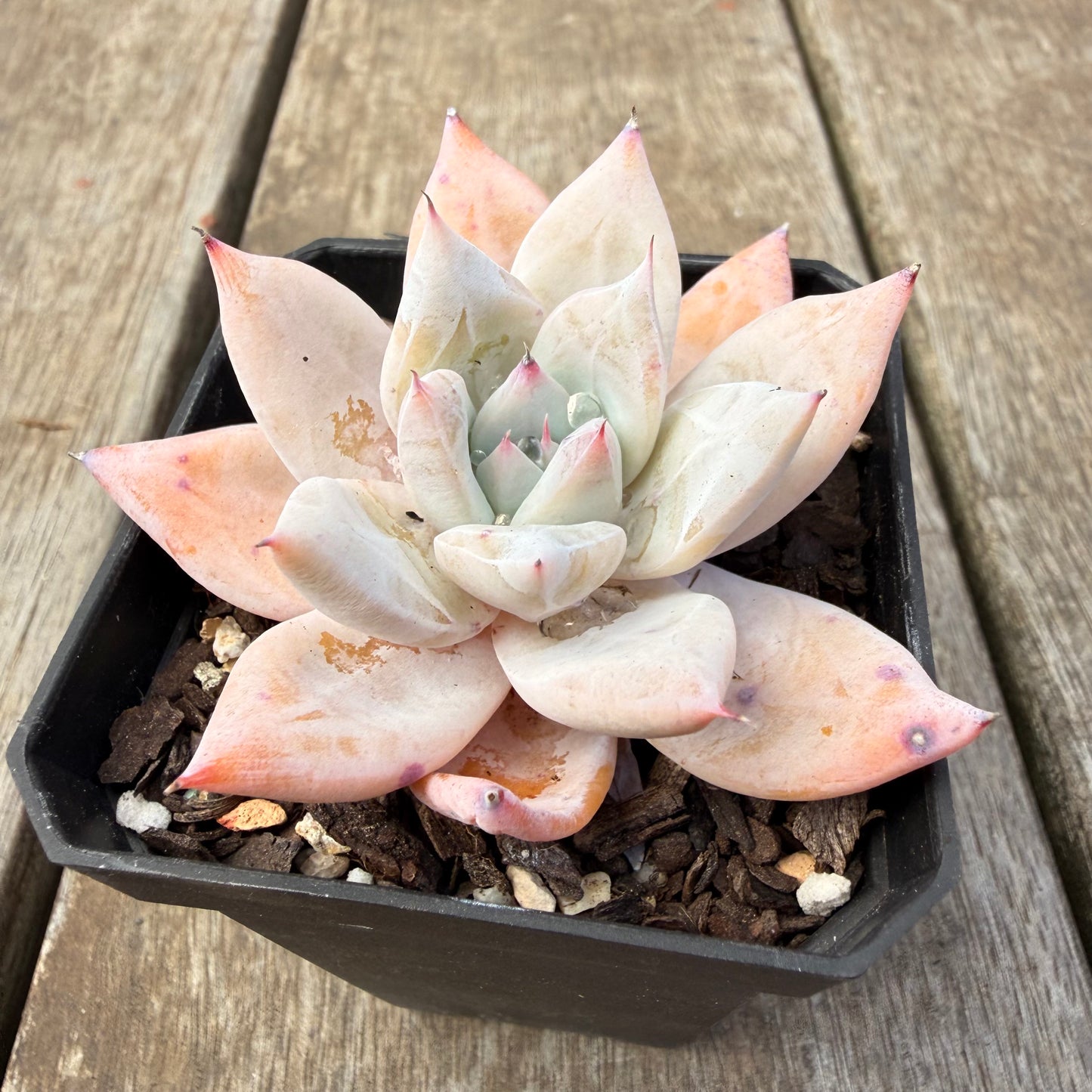 1410 Echeveria Mexican Giant