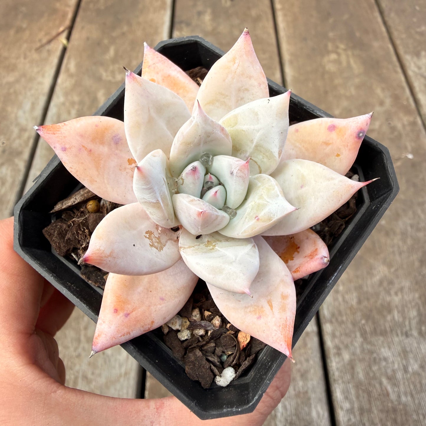 1410 Echeveria Mexican Giant