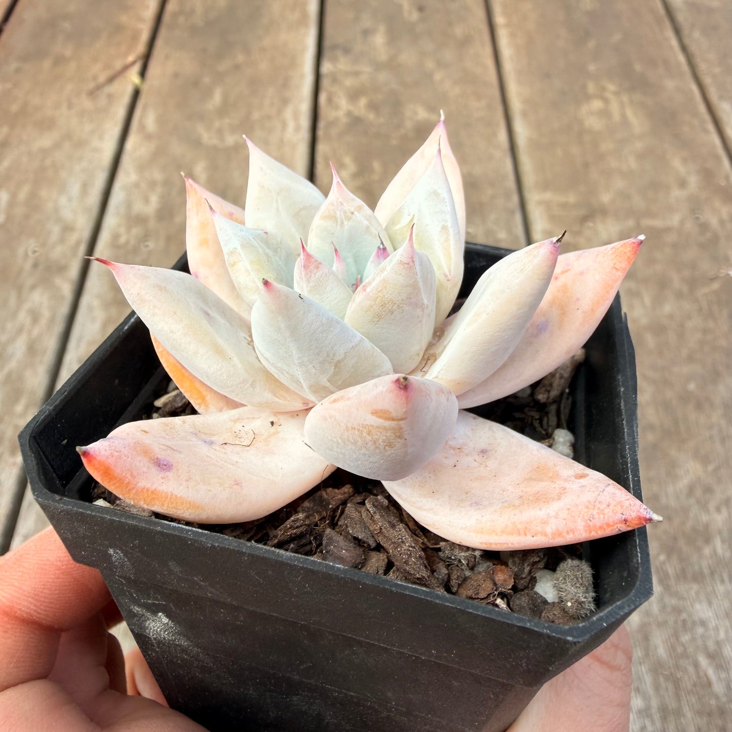 1410 Echeveria Mexican Giant