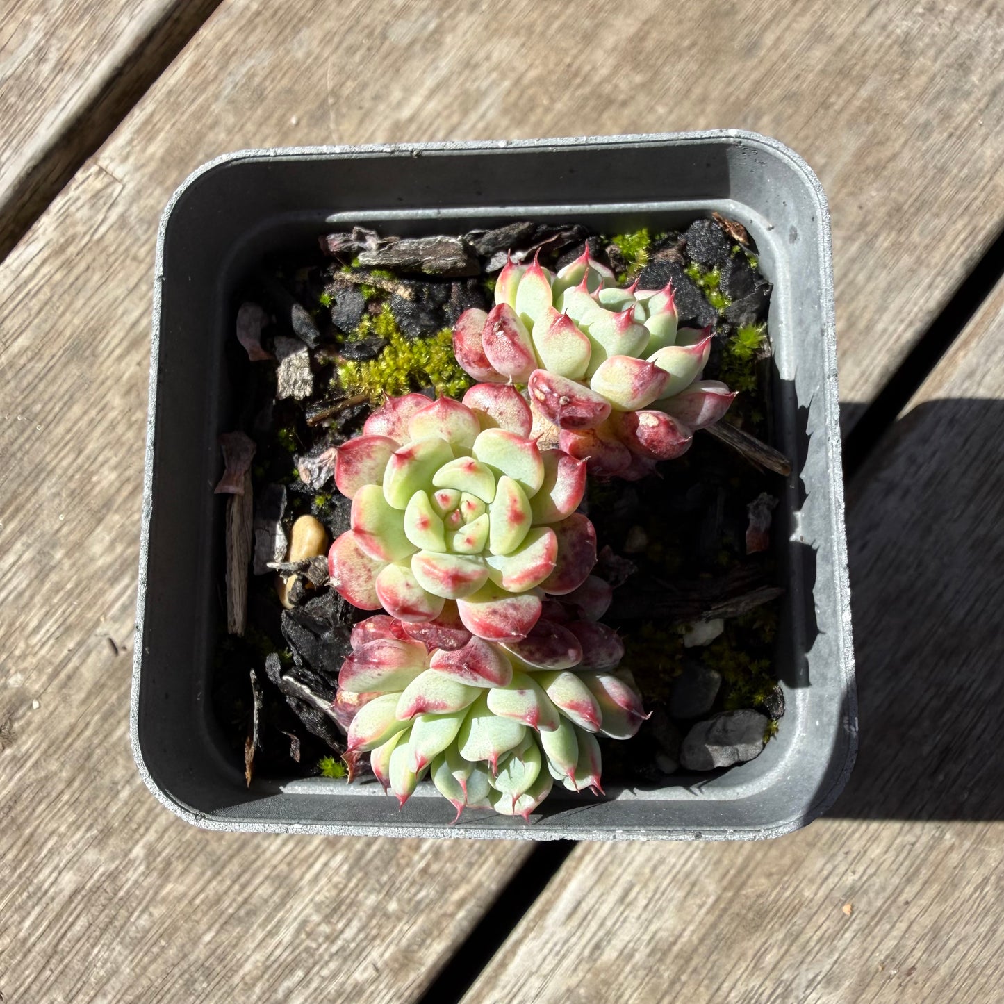 1410 Echeveria Minima