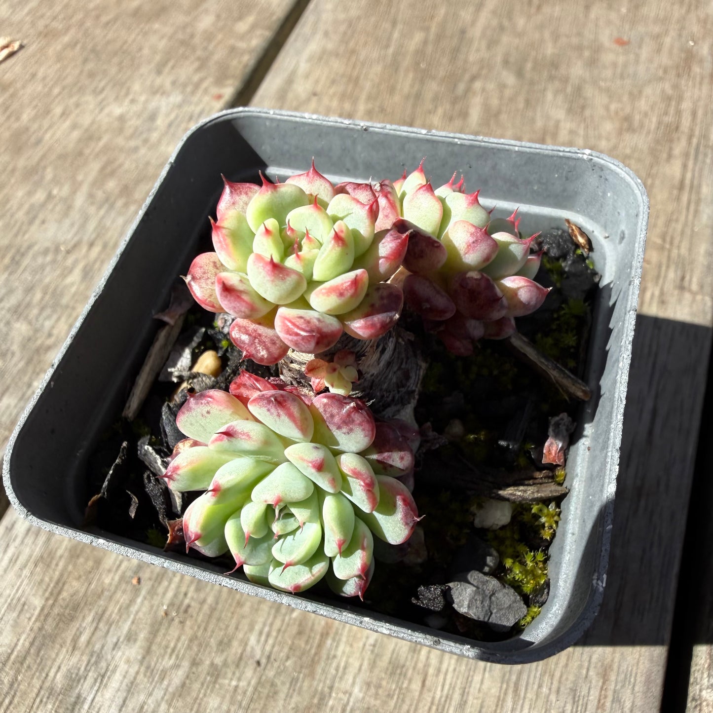 1410 Echeveria Minima