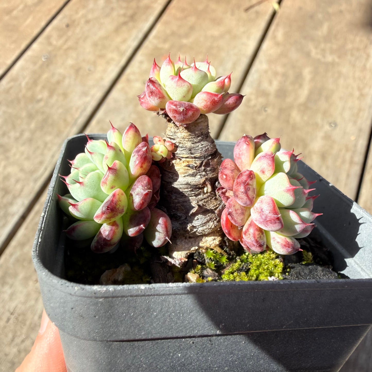 1410 Echeveria Minima