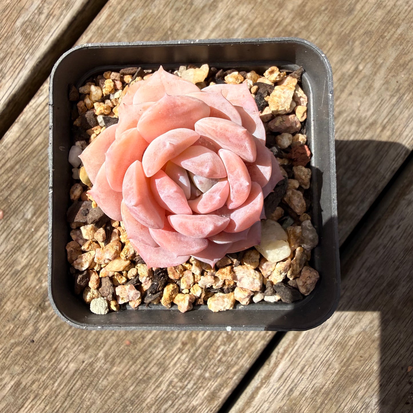 1410 Echeveria Pure Love