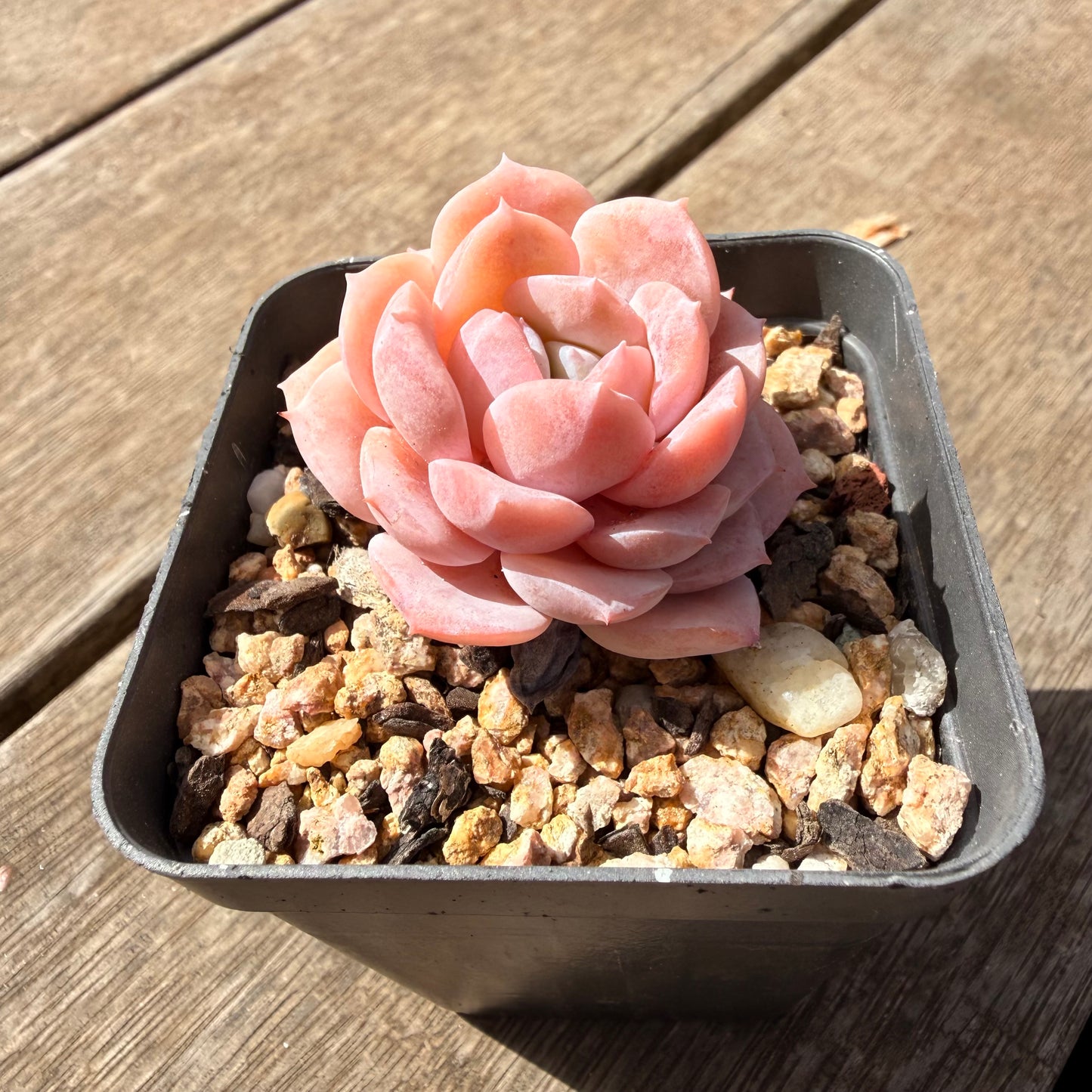 1410 Echeveria Pure Love