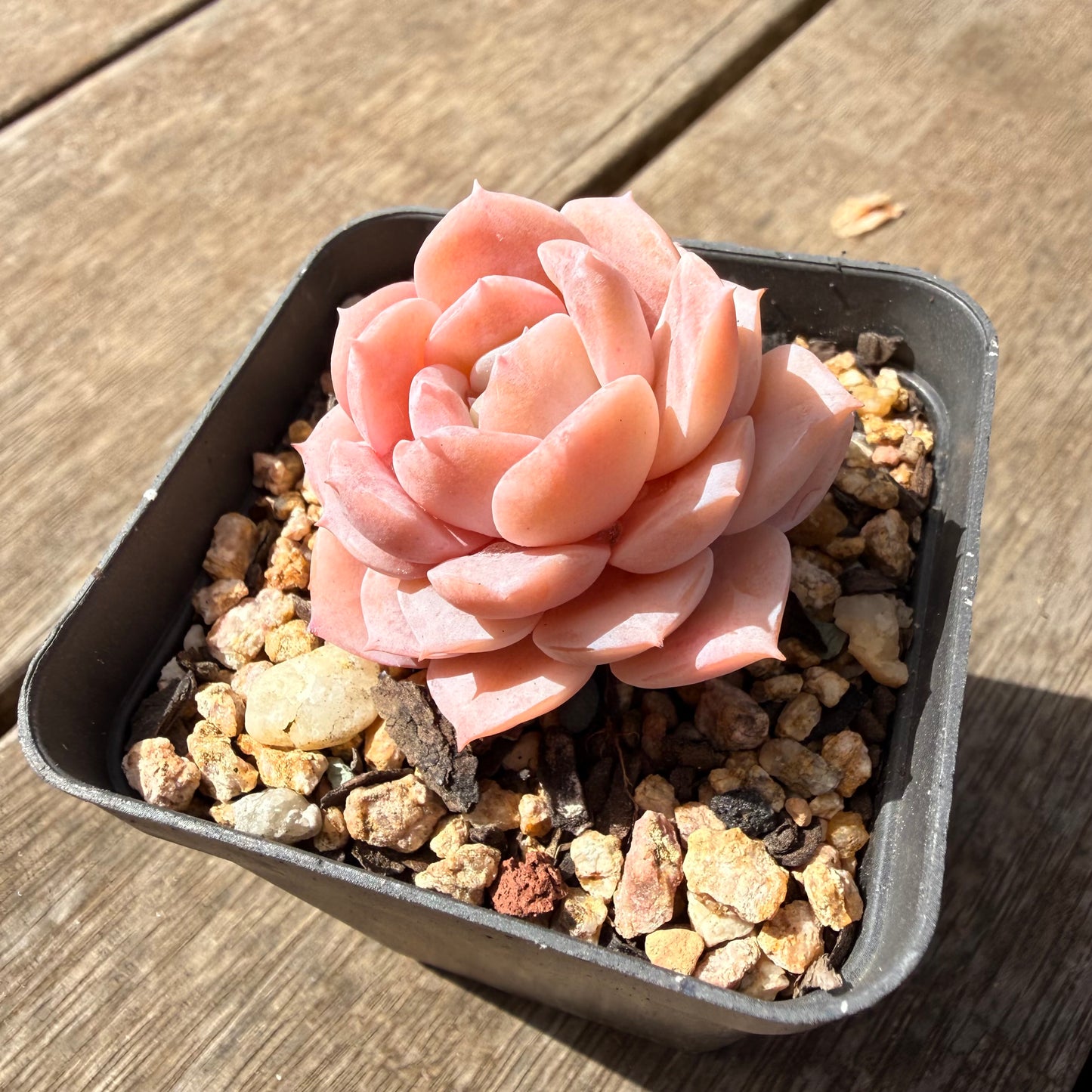 1410 Echeveria Pure Love