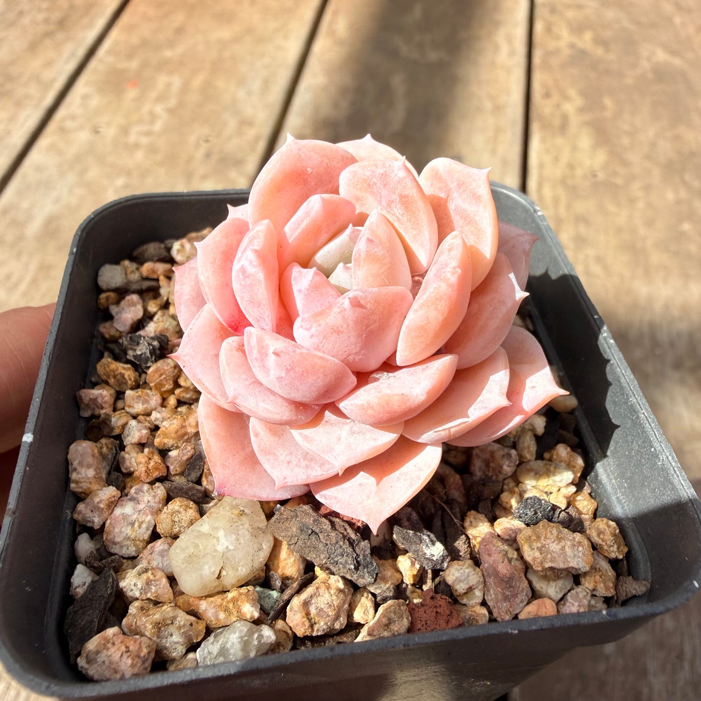1410 Echeveria Pure Love