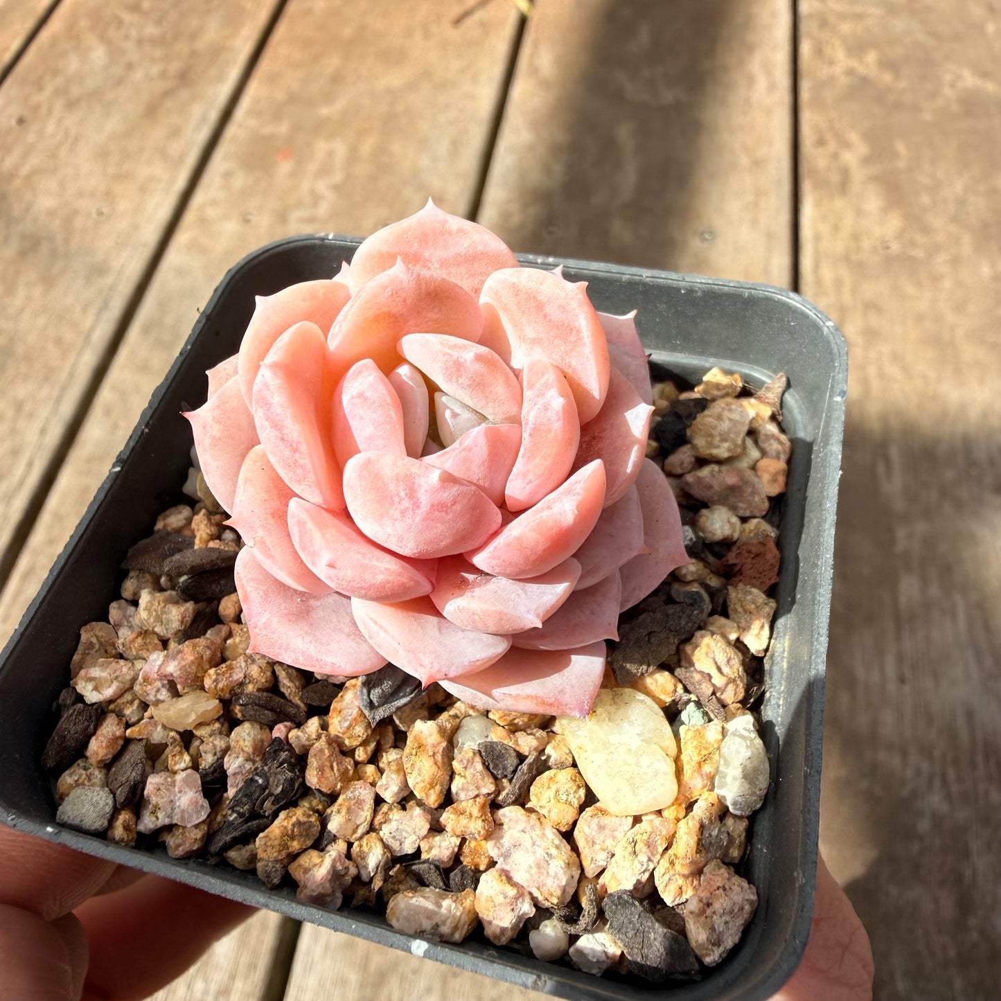 1410 Echeveria Pure Love