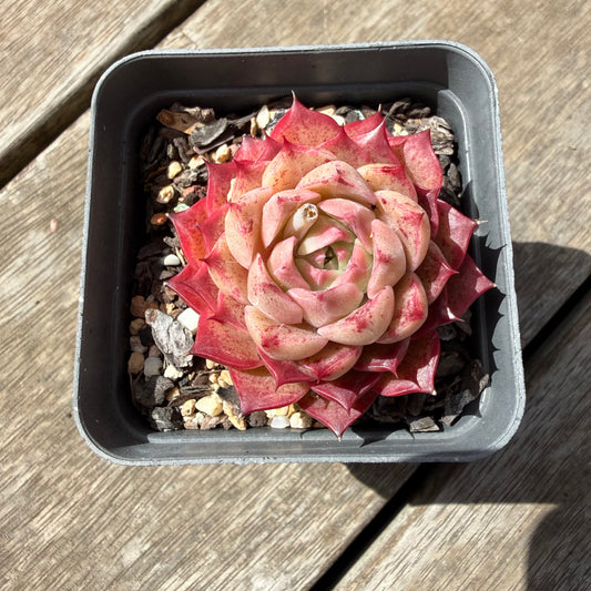 1410 Echeveria 'Queen Red'