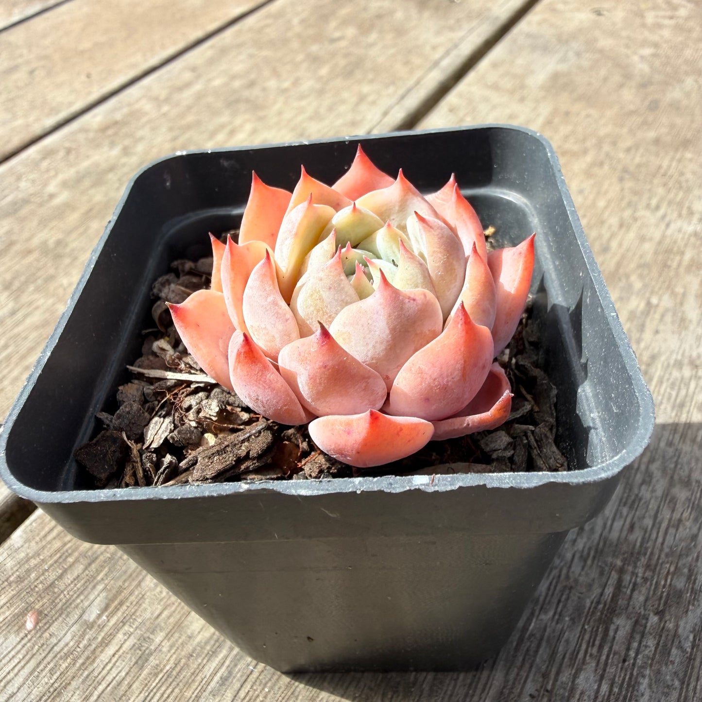 1410 Echeveria Tippy