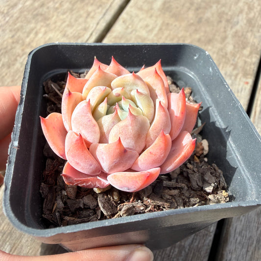 1410 Echeveria Tippy