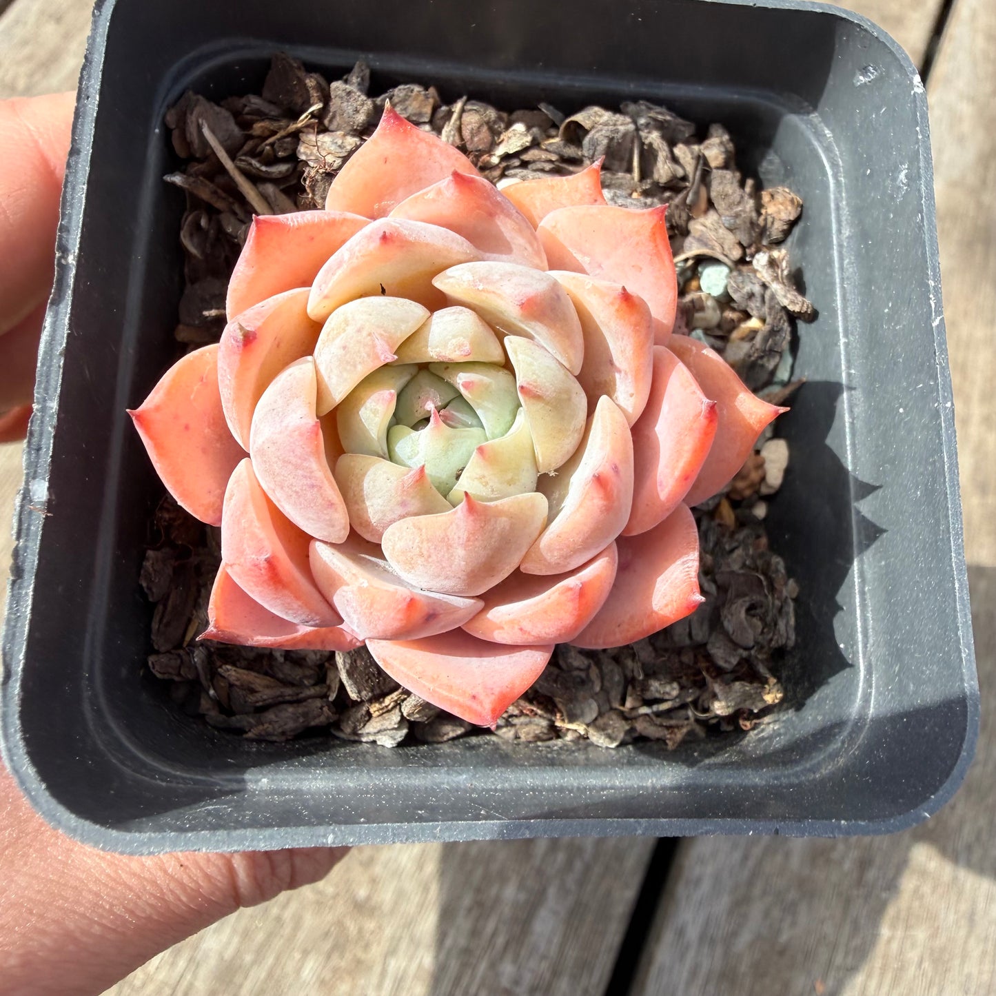 1410 Echeveria Tippy