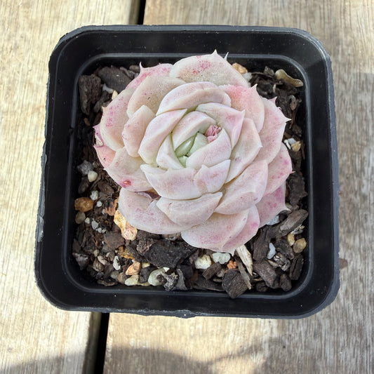 1410 Echeveria 'Mooncake'