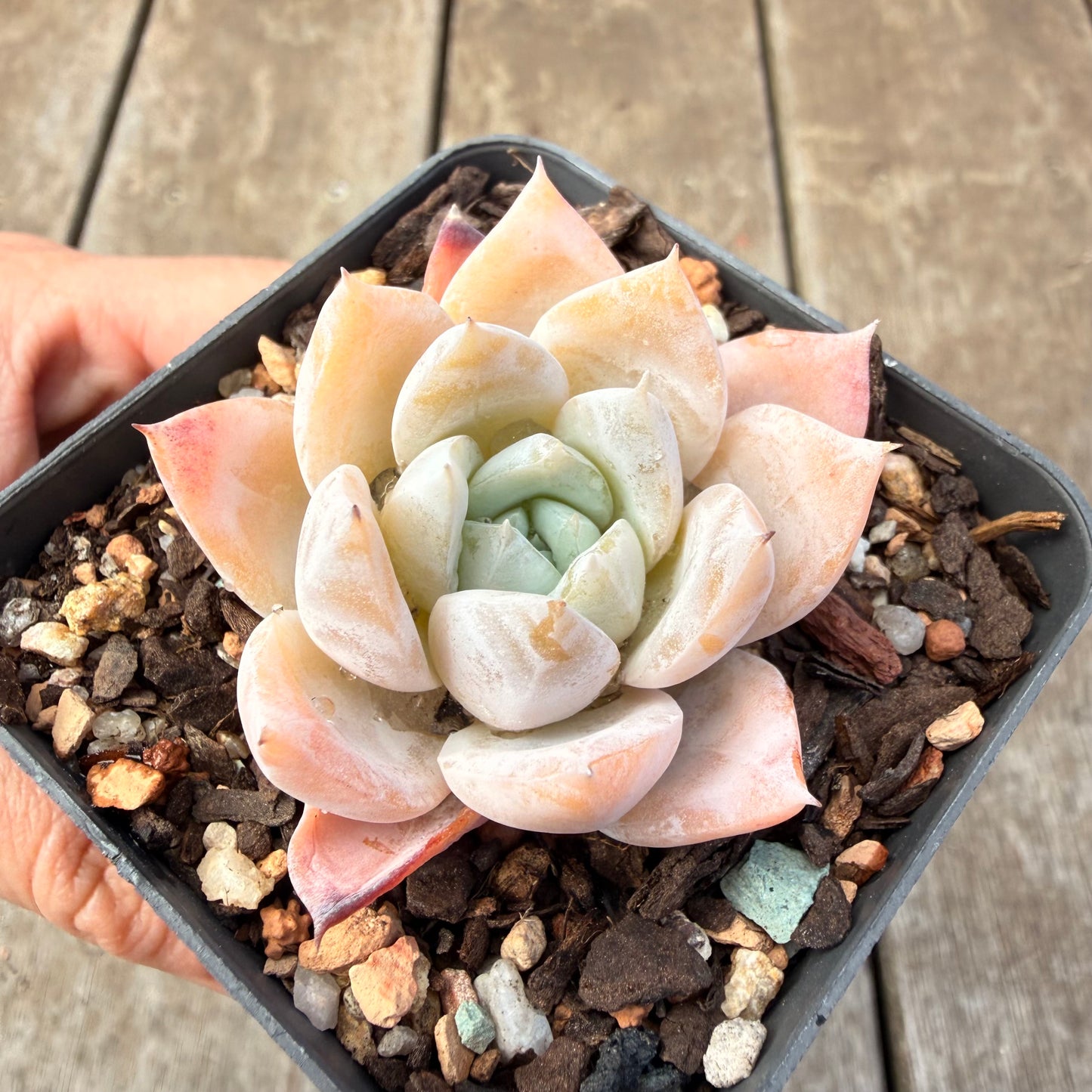 1410 Echeveria 'Olaf'