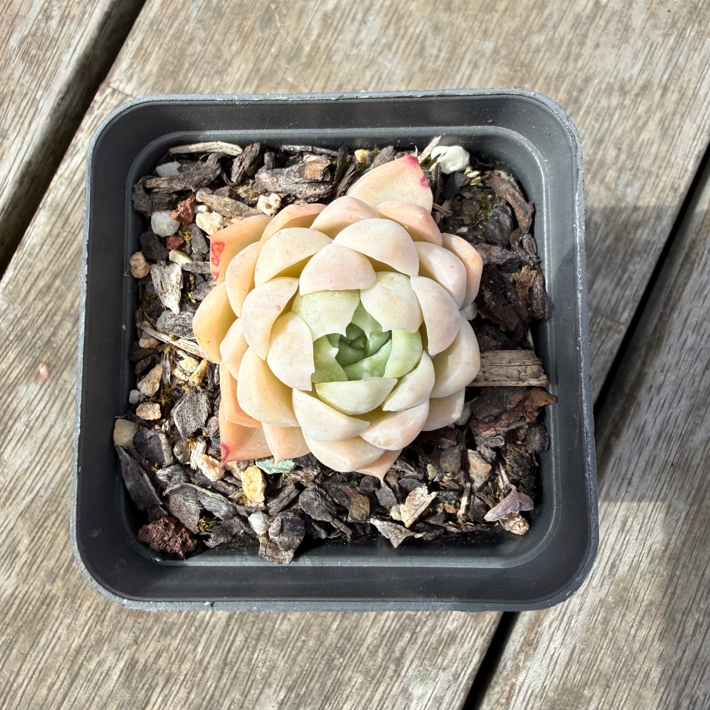 1410 Echeveria 'Poseidon'