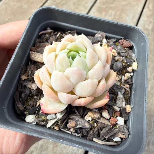 1410 Echeveria 'Poseidon'