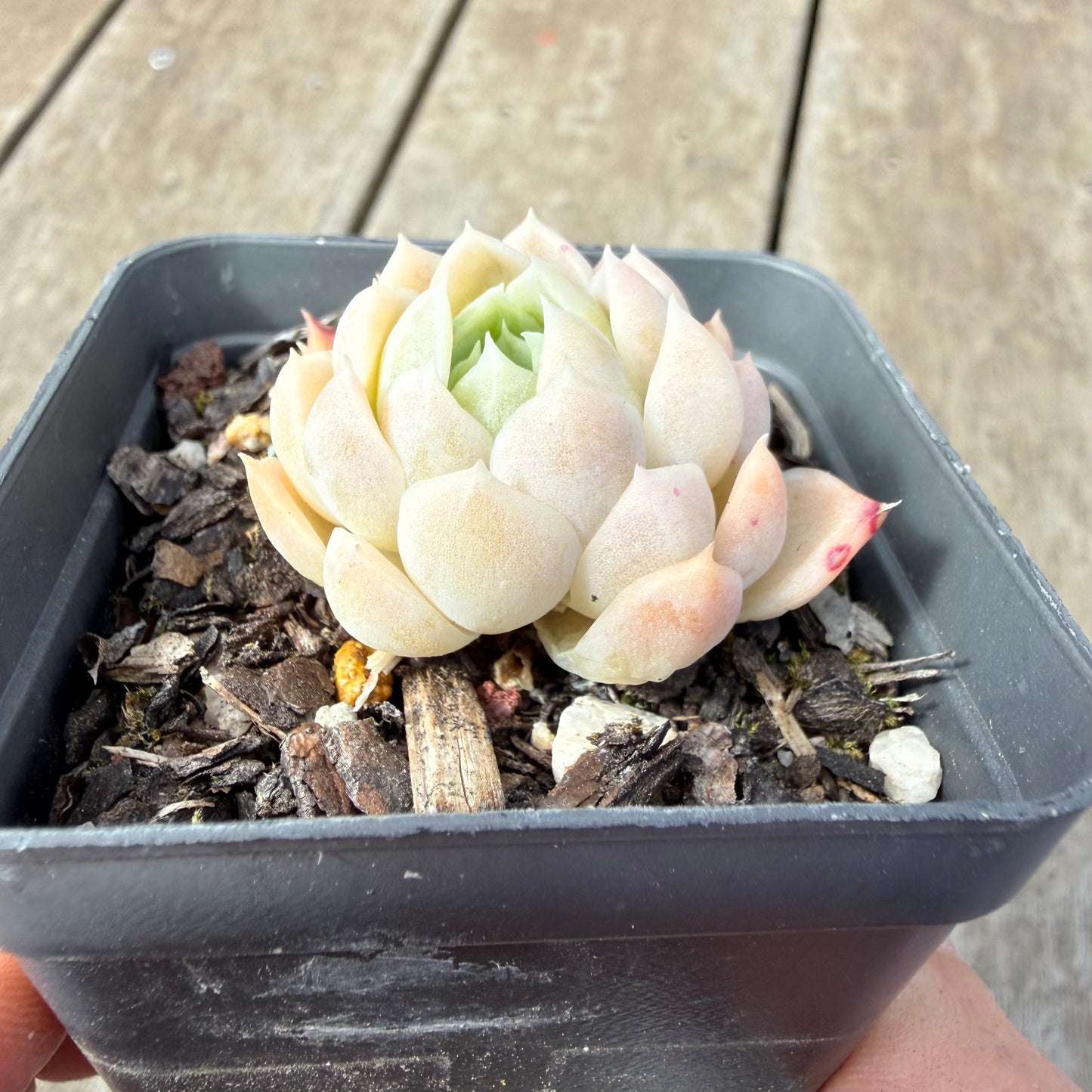 1410 Echeveria 'Poseidon'