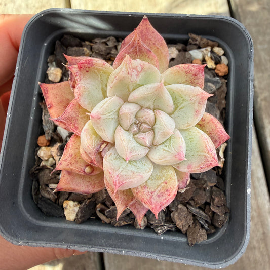 1410 Echeveria 'Snow Spirit'